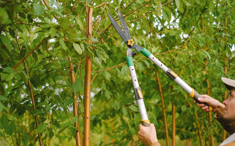 Tree trimming in Schaghticoke, NY